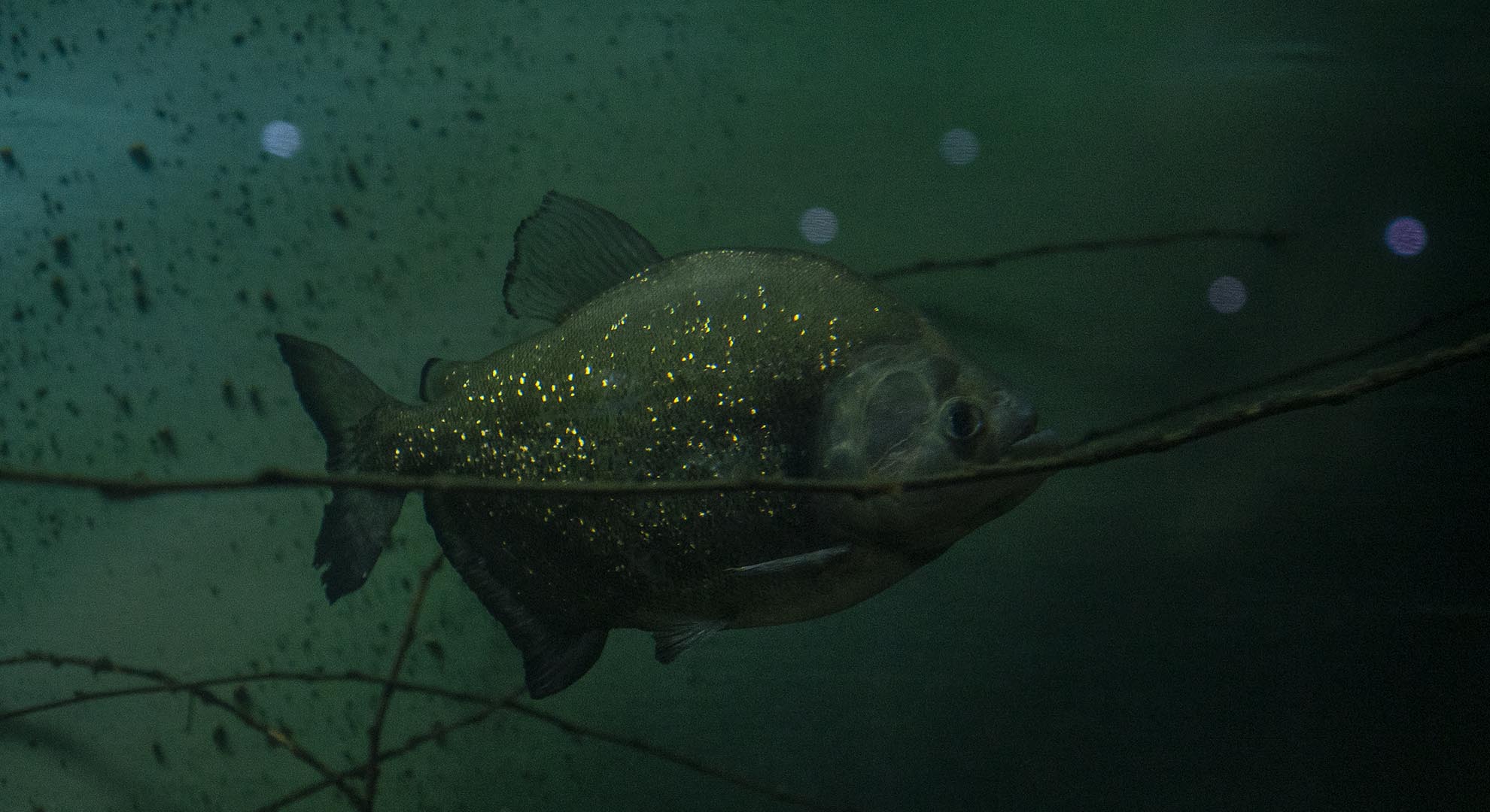 Native fish of feshwater ecosystem in Parana delta