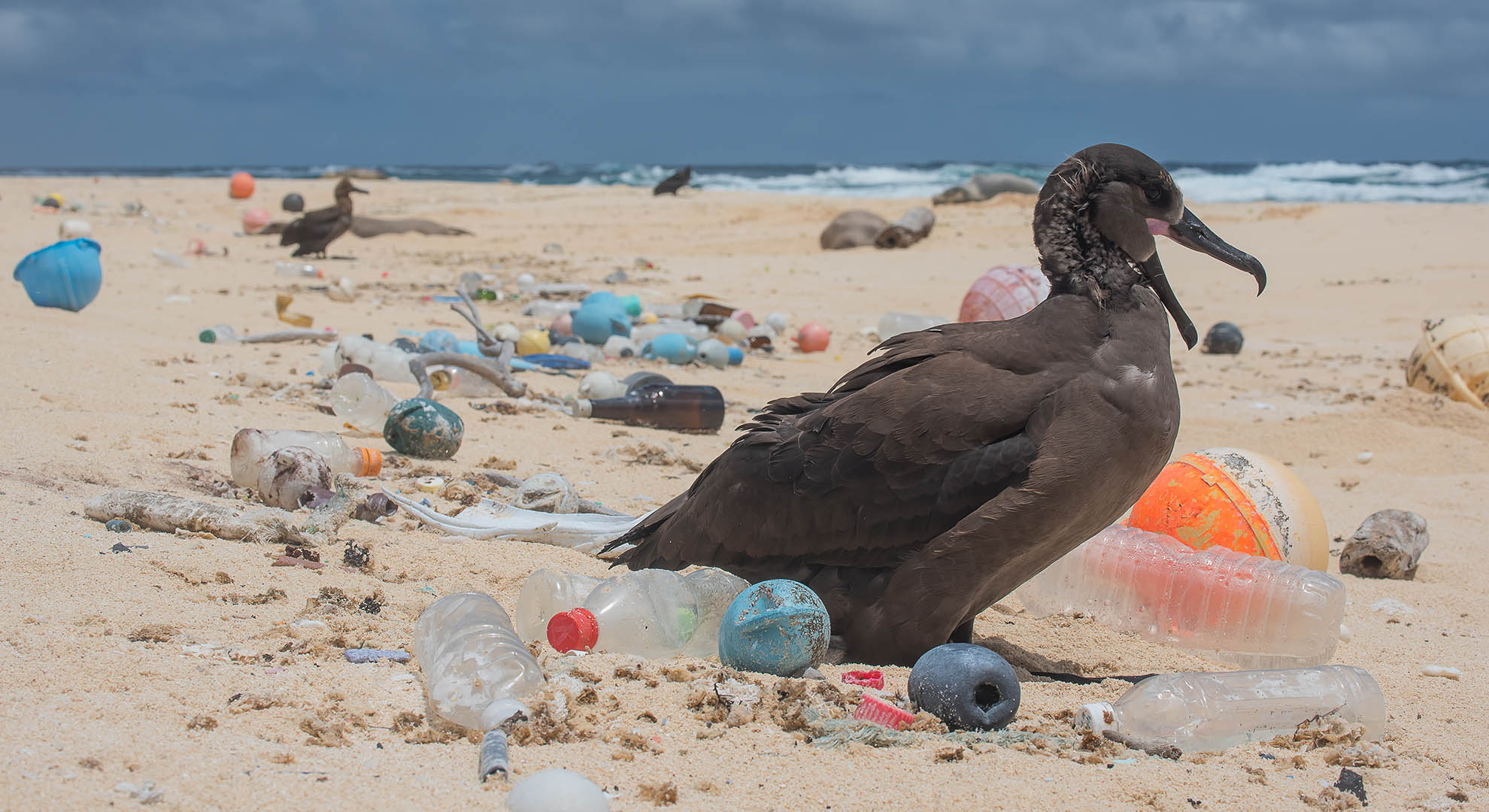 Ave marina rodeada de plástico. Imagen de Mathew Chauvin