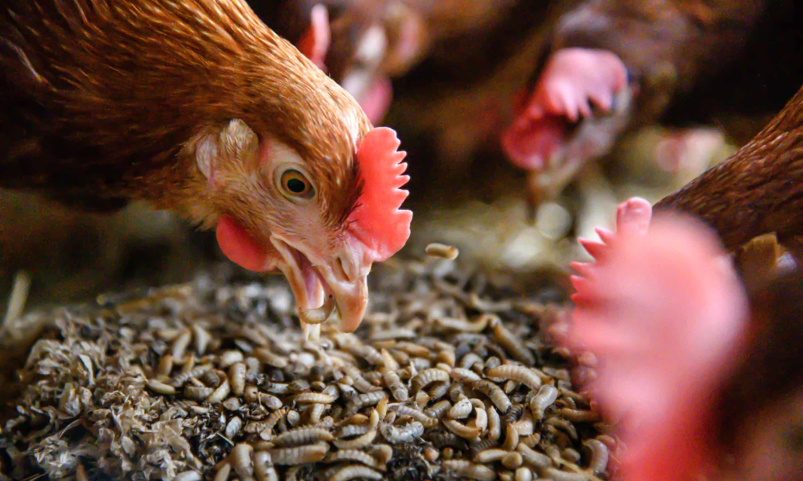 Scratching the surface: chickens feast on black soldier fly larvae. Image courtesy of Better Origin